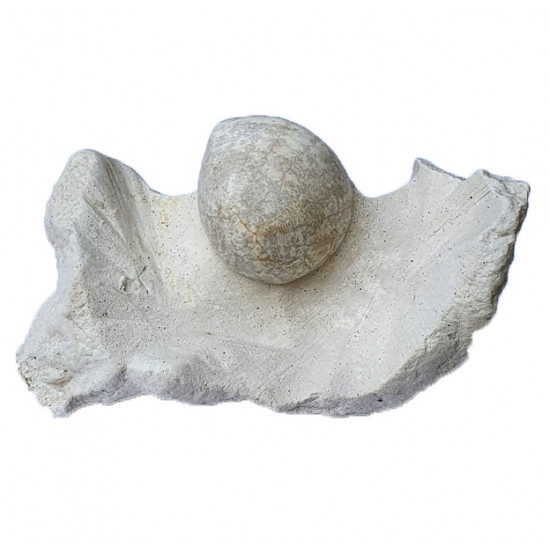 echinocorys perconica