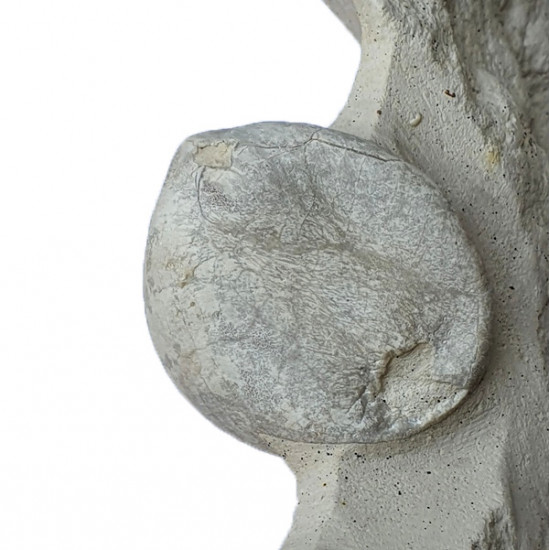 echinocorys perconica