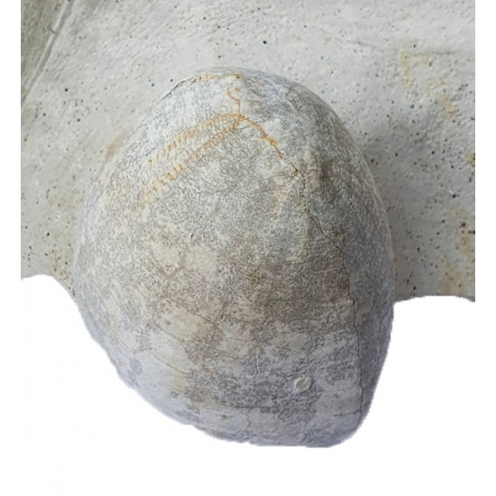 echinocorys perconica