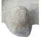 echinocorys perconica