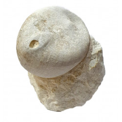 Echinocorys scutata perconica 