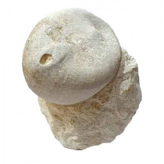 Echinocorys scutata perconica 