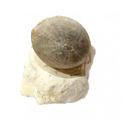 Echinocorys scutata