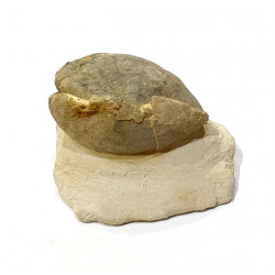 cardiaster granulosus 