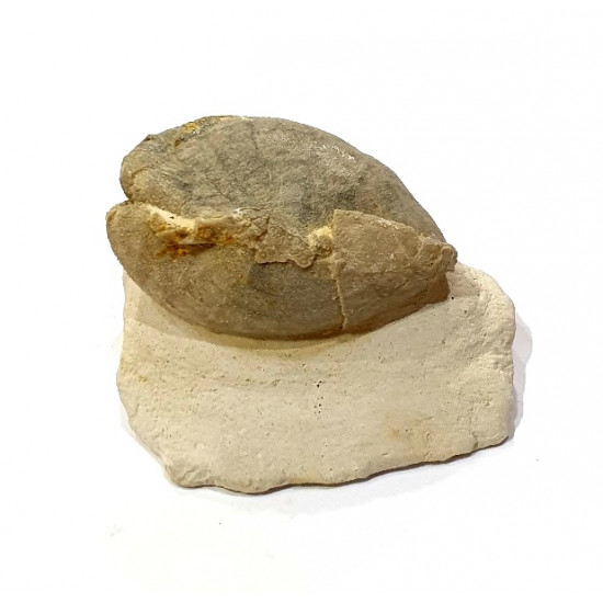 cardiaster granulosus 