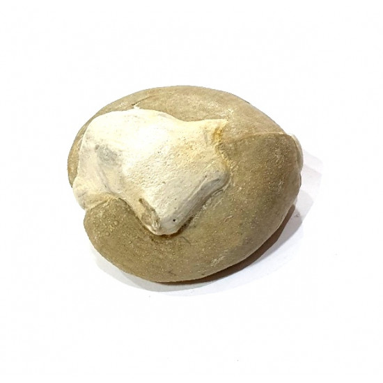 cardiaster granulosus 