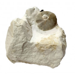 cardiaster granulosus 