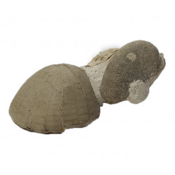 cardiaster granulosus + echinocorys scutata 