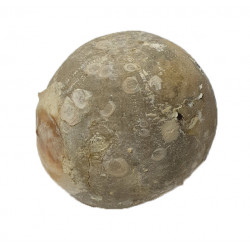 Echinocorys limburgica
