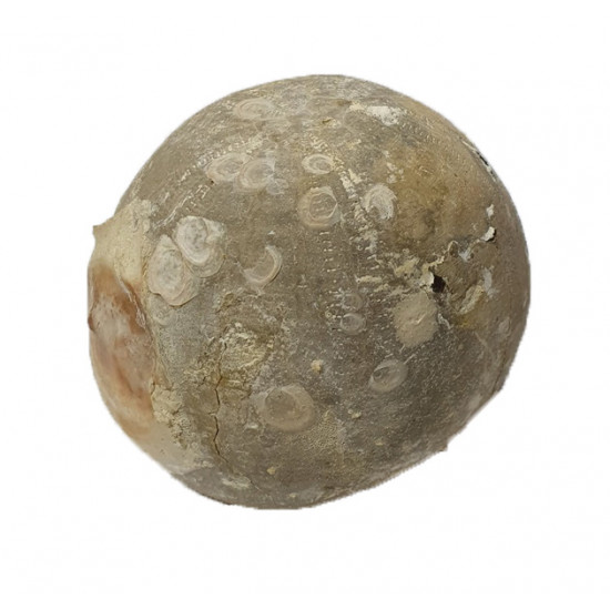Echinocorys limburgica