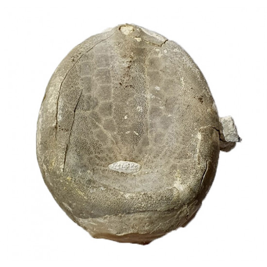 Echinocorys limburgica