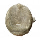 Echinocorys limburgica