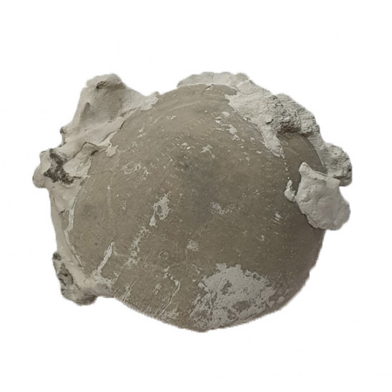 Echinocorys limburgica