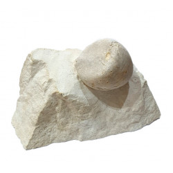 echinocorys scutata perconica