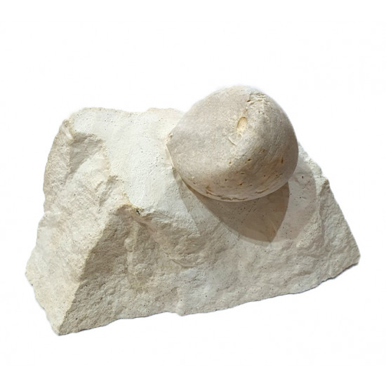 echinocorys scutata perconica