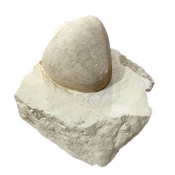 echinocorys scutata perconica