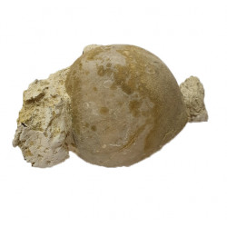 Echinocorys limburgica