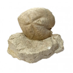 Micraster schroederi