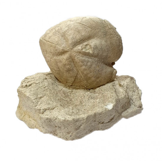 Micraster schroederi Micraster schroederi