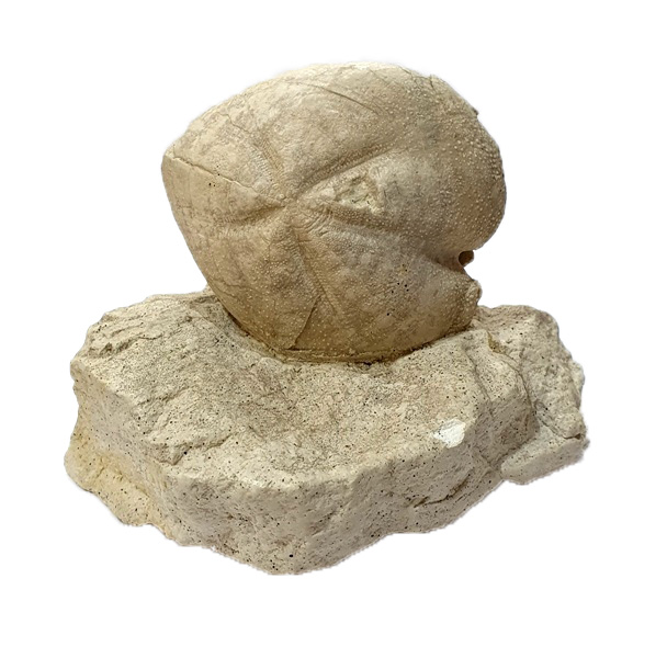 micraster-schroederi-608x600.jpg