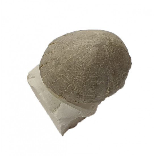 Echinocorys scutata