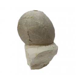 Echinocorys scutata