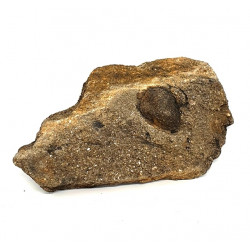 Trigonocarpus sp. (graine)