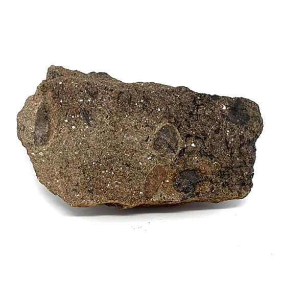 Trigonocarpus sp. (graine)