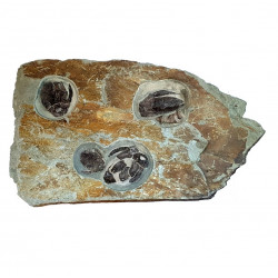 bothriolepis canadensis 