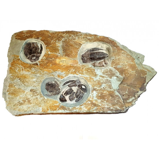 bothriolepis canadensis 