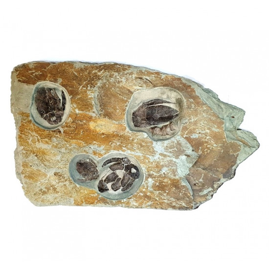 bothriolepis canadensis 