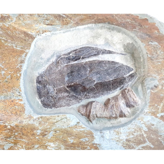 bothriolepis canadensis 