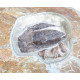 bothriolepis canadensis 