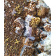 Fluorite and pyromorphite from maxonchamp