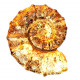 Neaspidoceras spathi