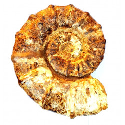 Neaspidoceras spathi