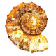 Neaspidoceras spathi