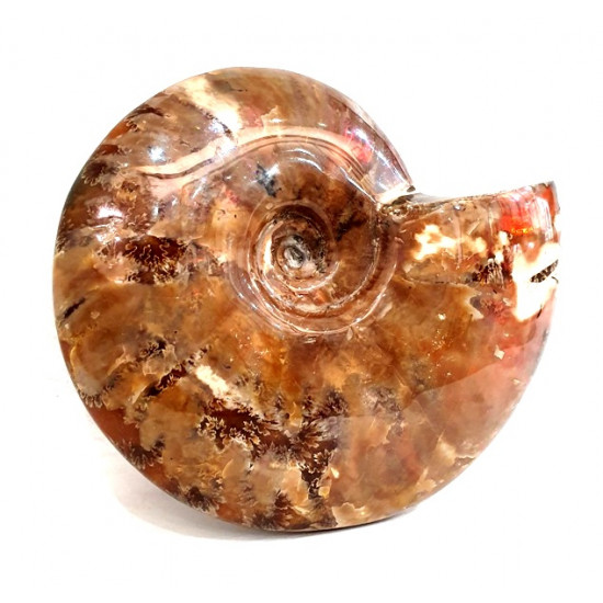 cleoniceras besairei "ammolite" 
