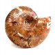 cleoniceras besairei "ammolite" 