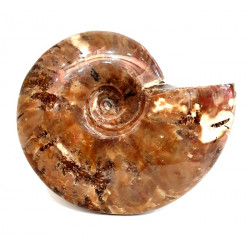 cleoniceras besairei "ammolite" 