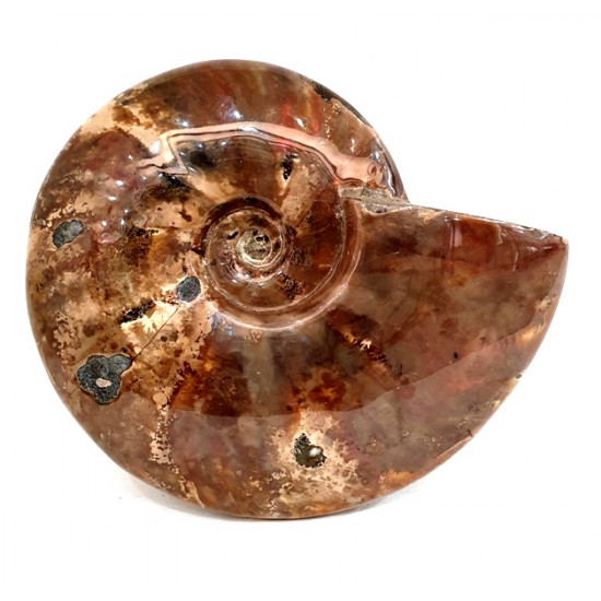 cleoniceras besairei "ammolite" 