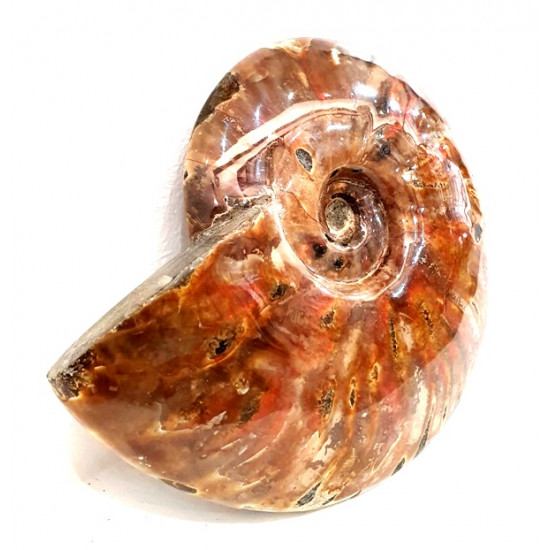 cleoniceras besairei "ammolite" 