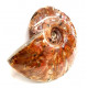 cleoniceras besairei "ammolite" 
