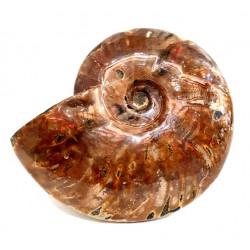 cleoniceras besairei "ammolite" 