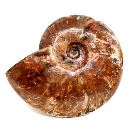 cleoniceras besairei "ammolite" 