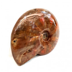 cleoniceras besairei "ammolite" 