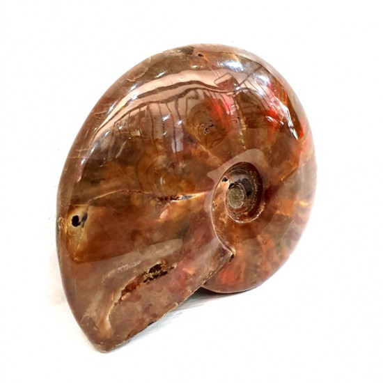 cleoniceras besairei "ammolite" 