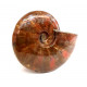 cleoniceras besairei "ammolite" 