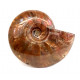 cleoniceras besairei "ammolite" 