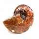 cleoniceras besairei "ammolite" 